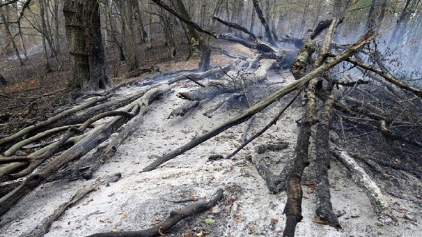 حریق در توسکستان اطفا شد