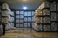 افزایش ظرفیت ذخیره‌سازی سیب زمینی تا ۶۰۰ هزار تن در استان همدان