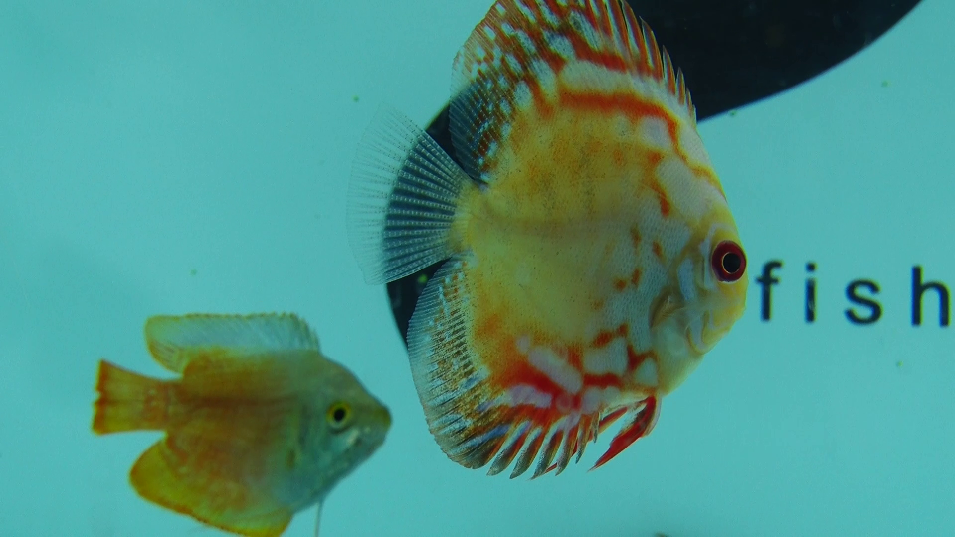 تولید سالیانه یک میلیون قطعه ماهی زینتی در استان زنجان تولید سالیانه یک میلیون قطعه ماهی زینتی در استان زنجان