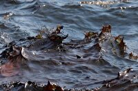 پژوهشگران زنجانی راهکاری سبز برای جداسازی آب از نفت ارائه کردند