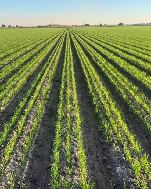 ۱۴ هزارو ۵۰۰ هکتار اراضی خرمشهر زیر کشت گندم ۱۴ هزارو ۵۰۰ هکتار اراضی خرمشهر زیر کشت گندم