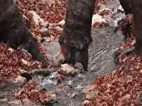 بارش باران در شهرستان بویراحمد و خوشحالی مردم