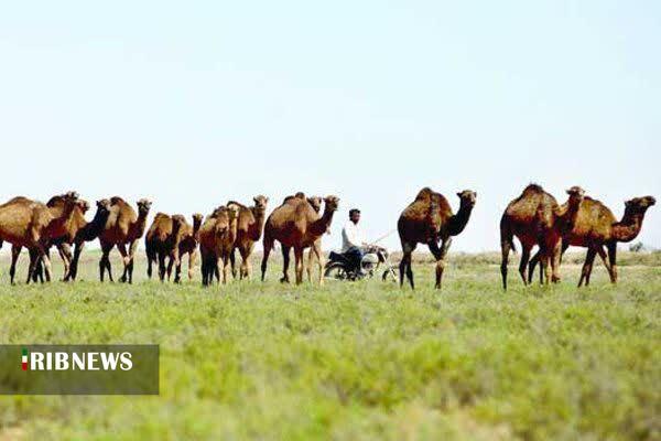تولید ۱۱۰ تن گوشت شتر در خراسان شمالی