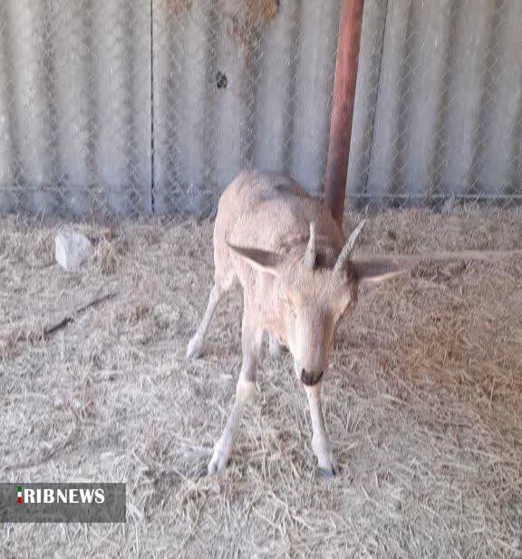 تحویل یک رأس میش وحشی بیمار به اداره محیط زیست فاروج