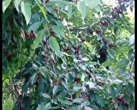 صادرات ۴۰۰ تن گیلاس از خراسان شمالی به روسیه و کشور‌های همسایه