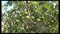 آغاز عملیات گرده افشانی در انجیرستان‌های خفر