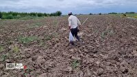 آغاز اجرای طرح ملی پایش خاک‌های کشاورزی زون شمال‌غرب کشور در اردبیل