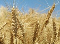 خرید بیش از ۴۲ هزار تن گندم از کشاورزان لرستانی