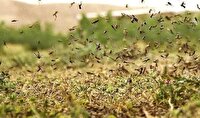 تداوم مبارزه با آفت ملخ کوهاندار در عرصه‌های بیابانی استان