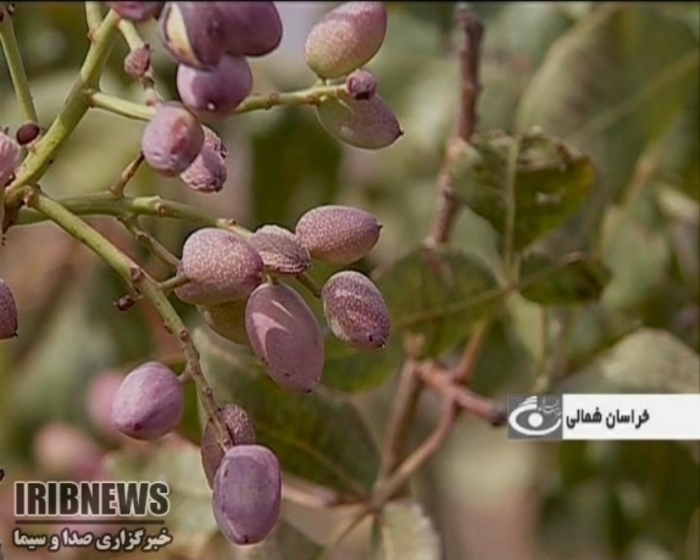 کشت جایگزین در خراسان شمالی