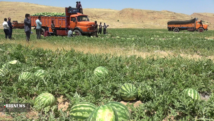 برداشت هنداونه از 50 هکتار زمین در بهمئی