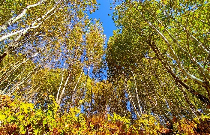 طبیعت رزجرد