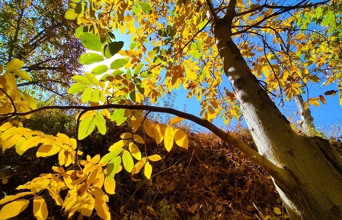 طبیعت رزجرد